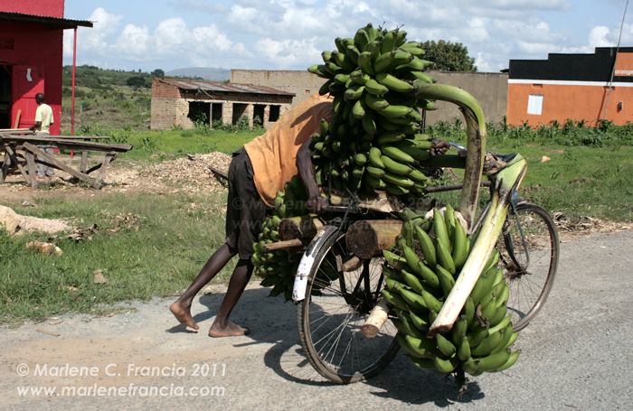Man struggling with heavy banana-laden bike
